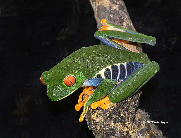 Rey-eye Leaf Frog