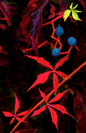 Virginia Creeper Fall SNP
