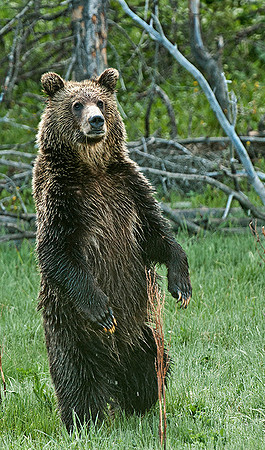 Standing Grizzly Bear