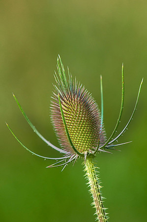 Thistle