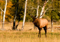 Bull elk In Rut