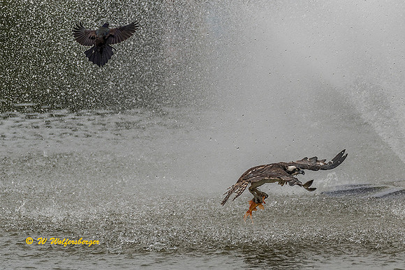 Osprey’s Catch at Culler Lake
