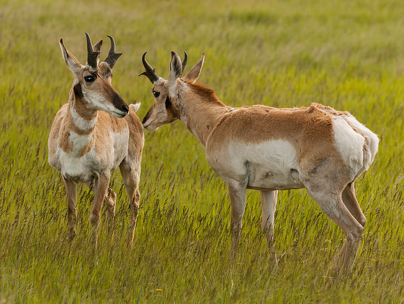 Agitated Pronghorn Bucks Badlands NP