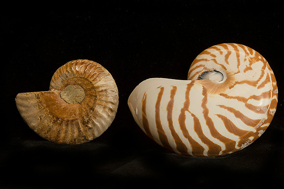 Nautalis Fossil and Current Shells