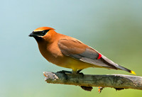 Cedar Waxwing