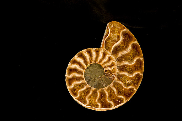 Nautalis Fossil