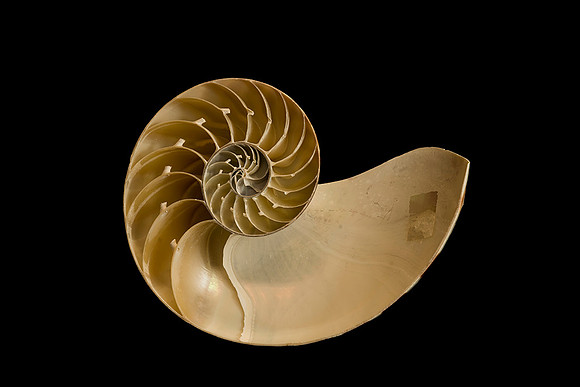 Current Nautalis Shell