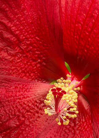 Amaryllis Lily