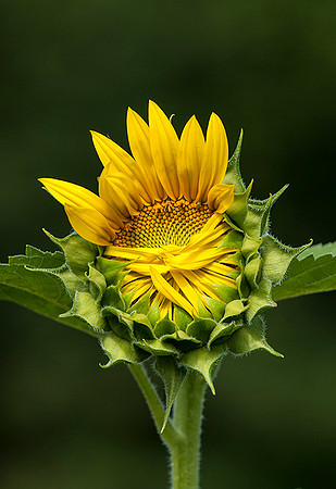 Sunflower McKee-Beshers MD
