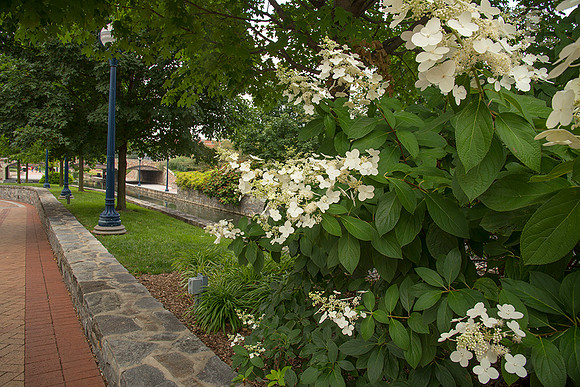 Path Along Carroll Creek