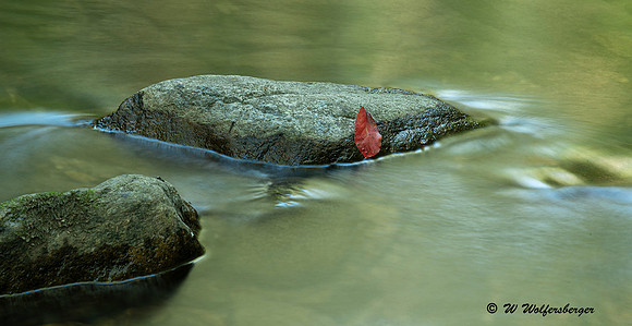 Red Leaf