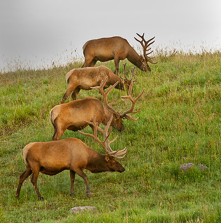 Four Bull Elk in Line at Canyon
