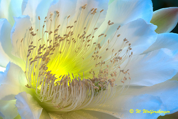 Night Blooming Cactus Flower