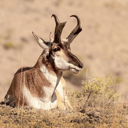 Resting Pronghorn Buck YNP