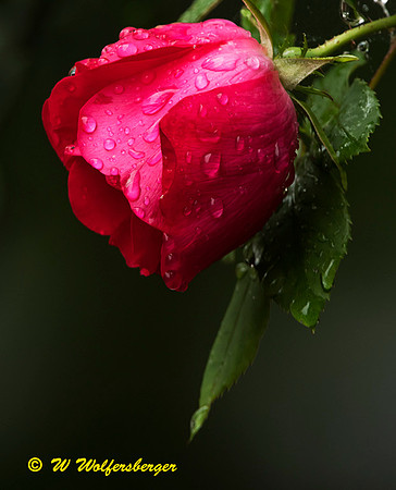 Domestic Rose & Rain Drops
