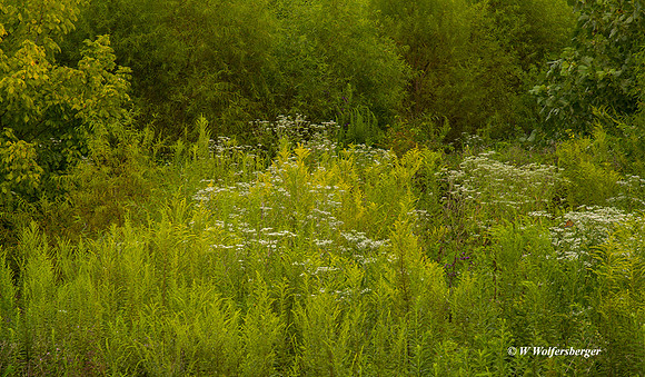 Lilypons