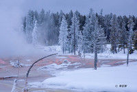 A graceful tree over the colorful runoff waters a the Lower Geyser Basin.
