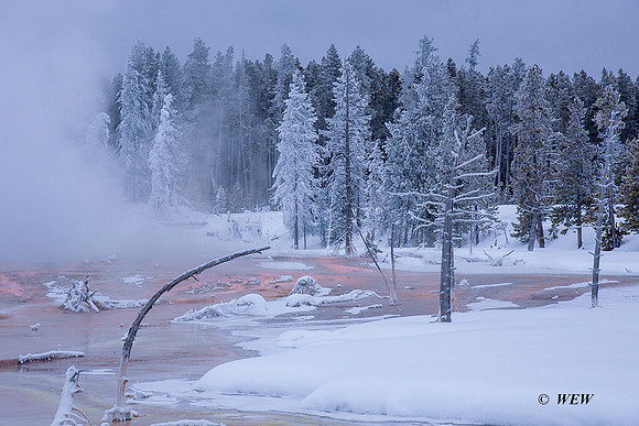 A graceful tree over the colorful runoff waters a the Lower Geyser Basin.