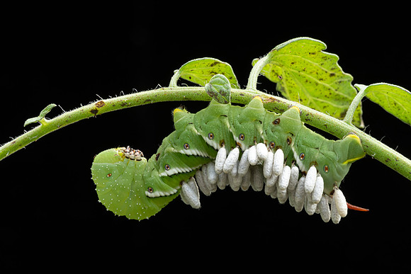Parasitized Tobacco Hornworm