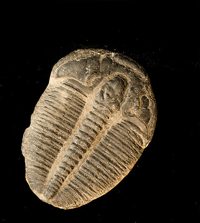 Trilobite Fossil