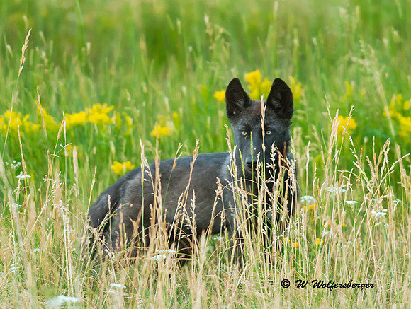 curious wolf pup