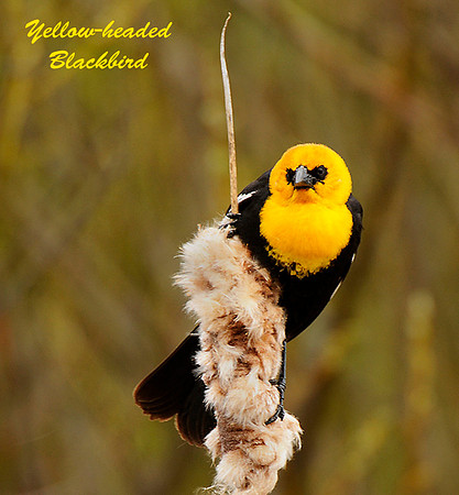 Yellow Headed Black Bird