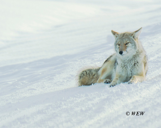 This coyote plopped down on the road to "clean" the ice from its paw.